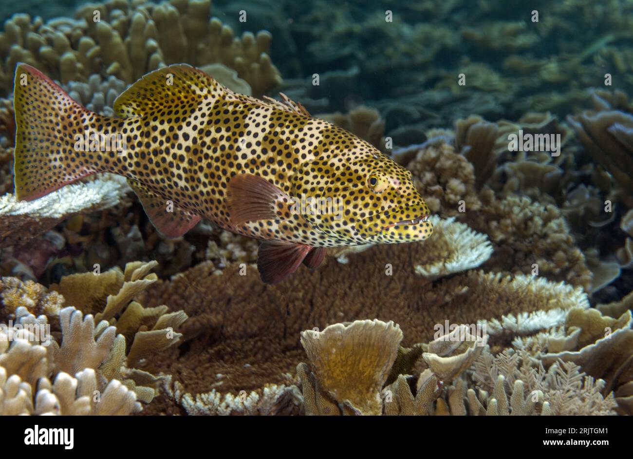 Cernia corallina, Plectropomus pessuliferus, Raja Ampat Indonesia. Foto Stock