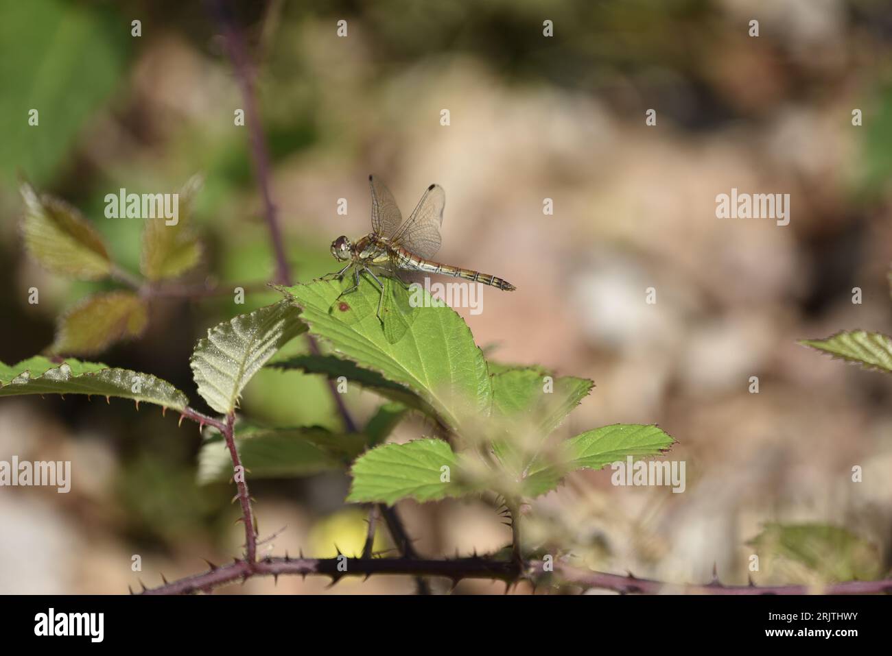 Dragonfly Common Darter femminile (Sympetrum striolatum) appollaiato a sinistra in cima a una Foglia verde soleggiata, preso in Galles, Regno Unito ad agosto Foto Stock