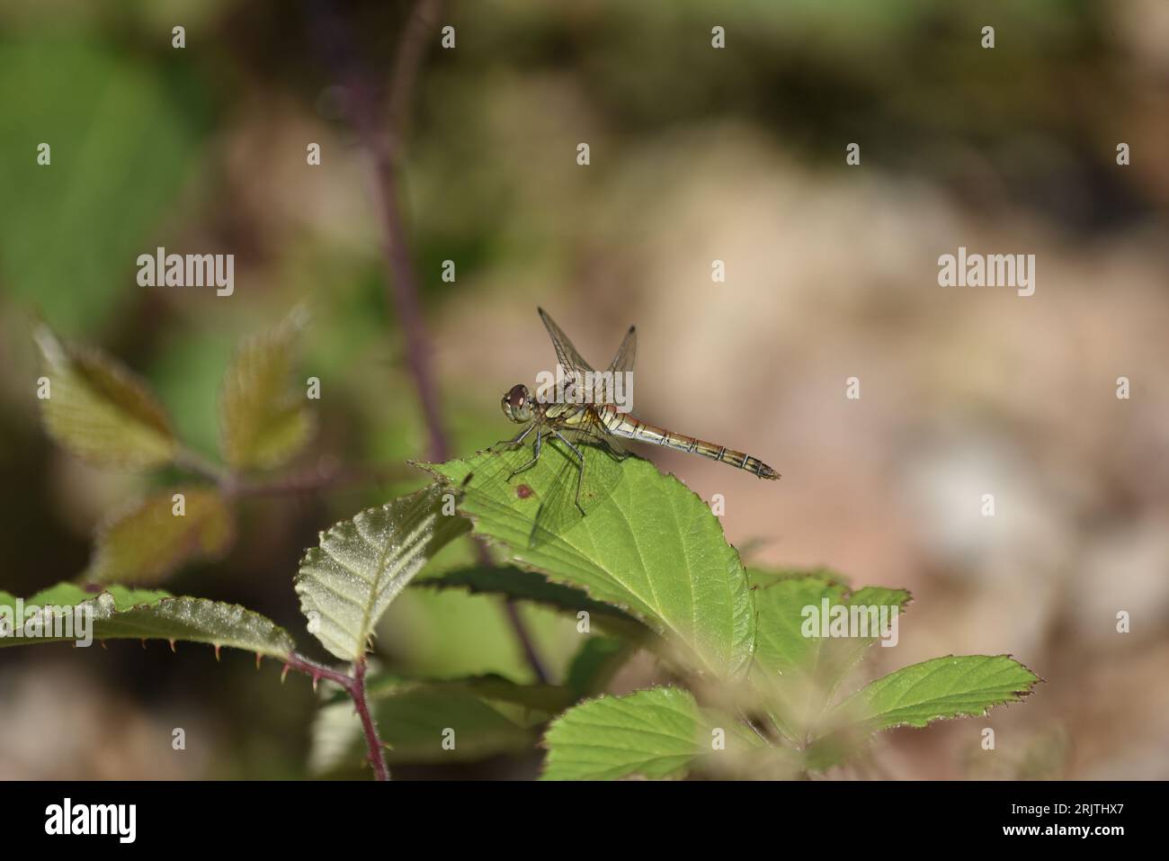 Primo piano immagine dettagliata di una femmina Common Darter Dragonfly (Sympetrum striolatum) in piedi sulla cima di una Foglia verde soleggiata in estate in Galles Foto Stock