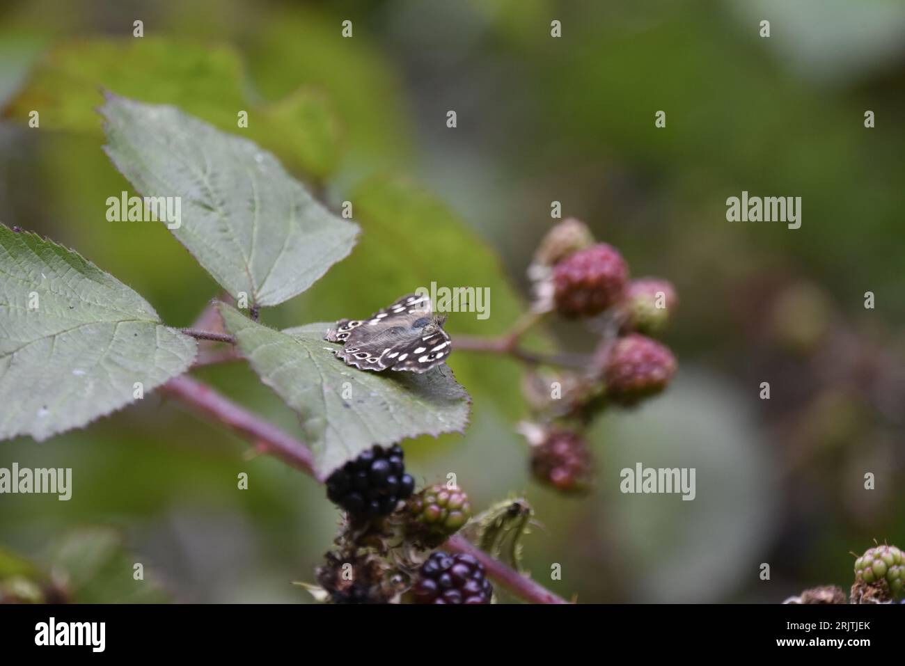 Farfalla di legno macchiata (Parange aegeria) seduta a destra sulla parte superiore di una foglia di BlackBerry, con ali aperte, antenna e volto visibili, nel Regno Unito Foto Stock
