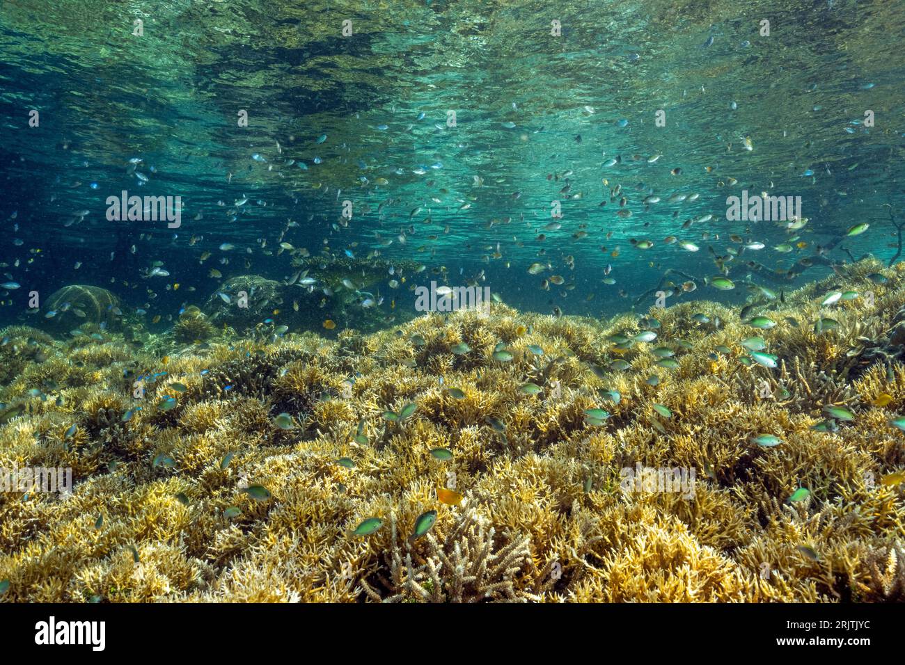 Damigelle su coralli sassosi poco profondi che urlano per raccogliere plancton, Gam Island Raja Ampat Indonesia. Foto Stock
