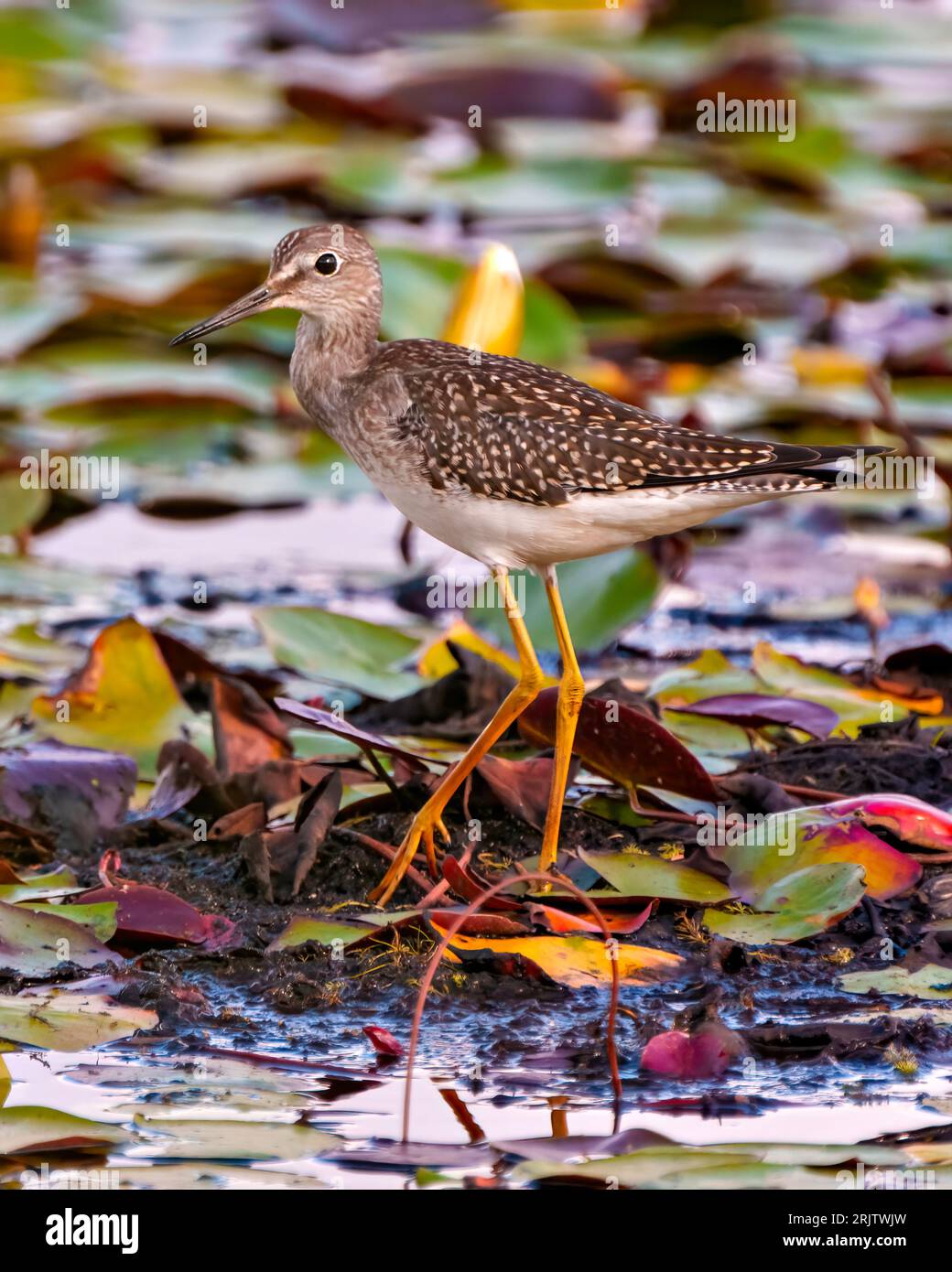 Comune uccello Sandpiper foraging per il cibo dalla riva dell'acqua in una palude con le imbottiture del giglio dell'acqua e uno sfondo sfocato nel suo ambiente e habitat. Foto Stock
