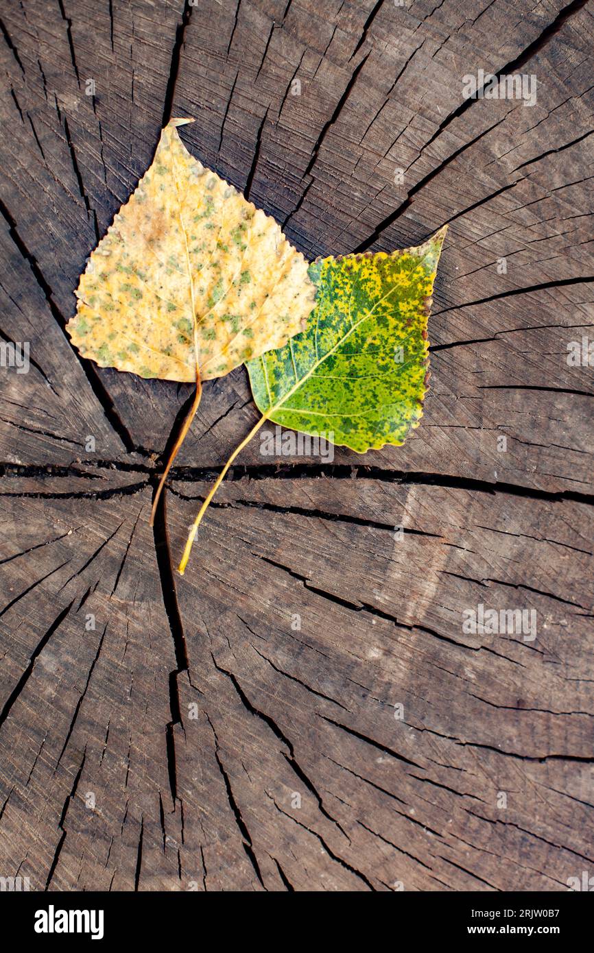 Due foglie cadute su un ceppo. Inizio autunno. Sfondo naturale. Foto Stock