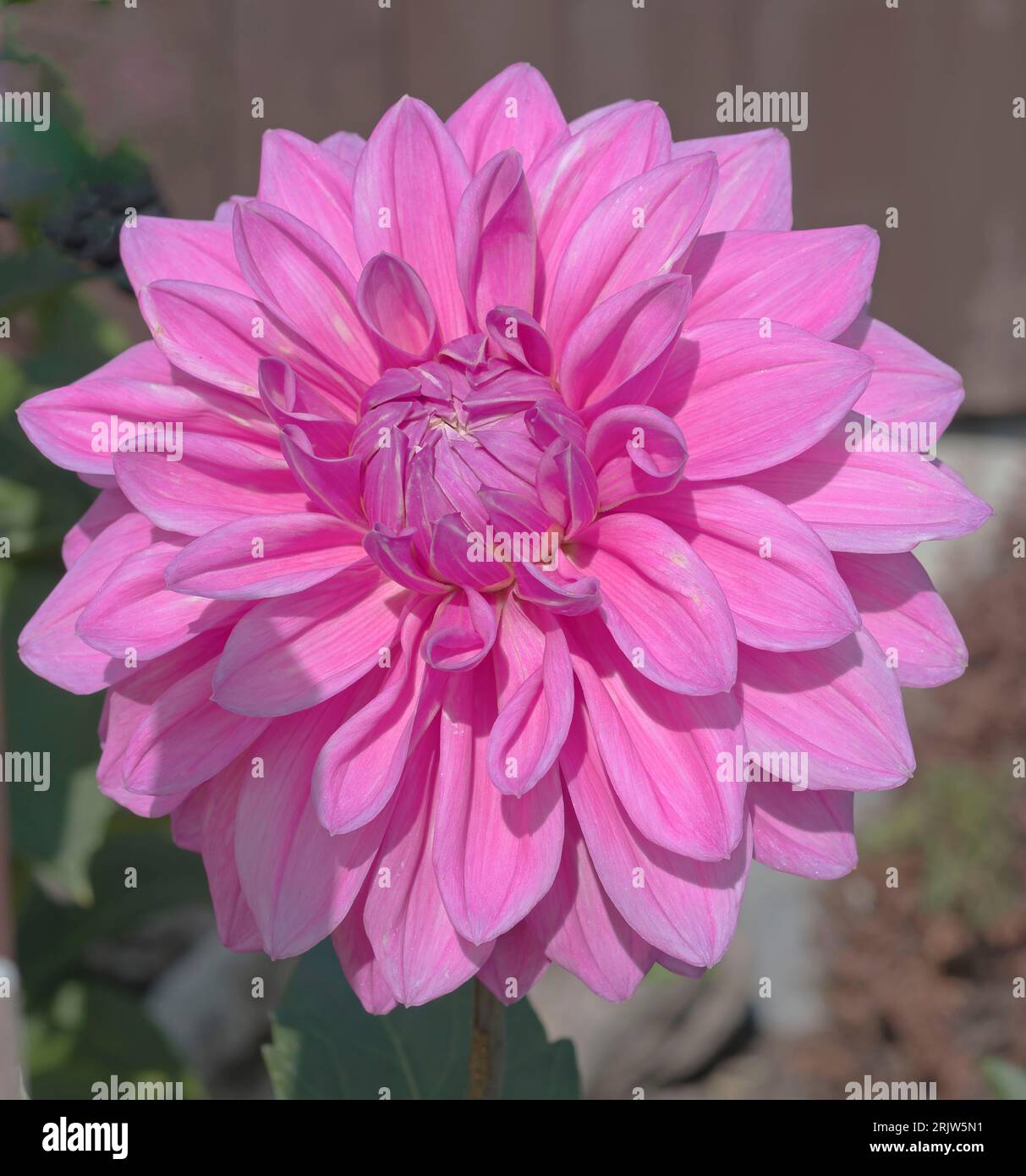 Dahlia, Bargaly Blush, decorativo medio, rosa Foto Stock