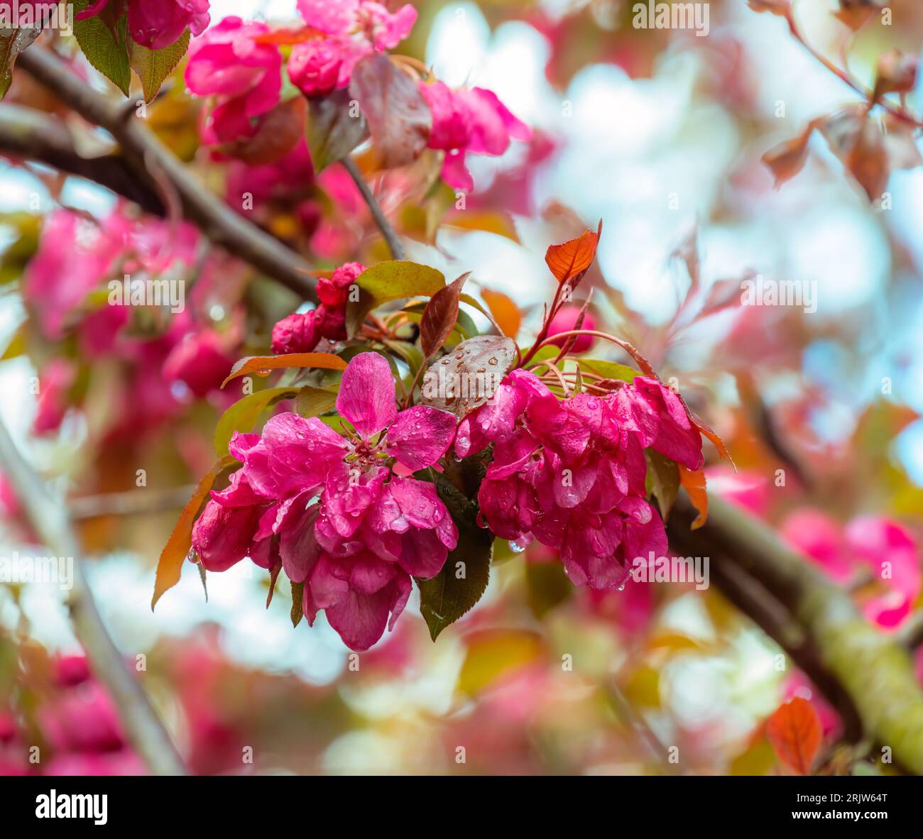 Tempo di primavera - fioritura melo con fiori di colore rosa. Foto Stock