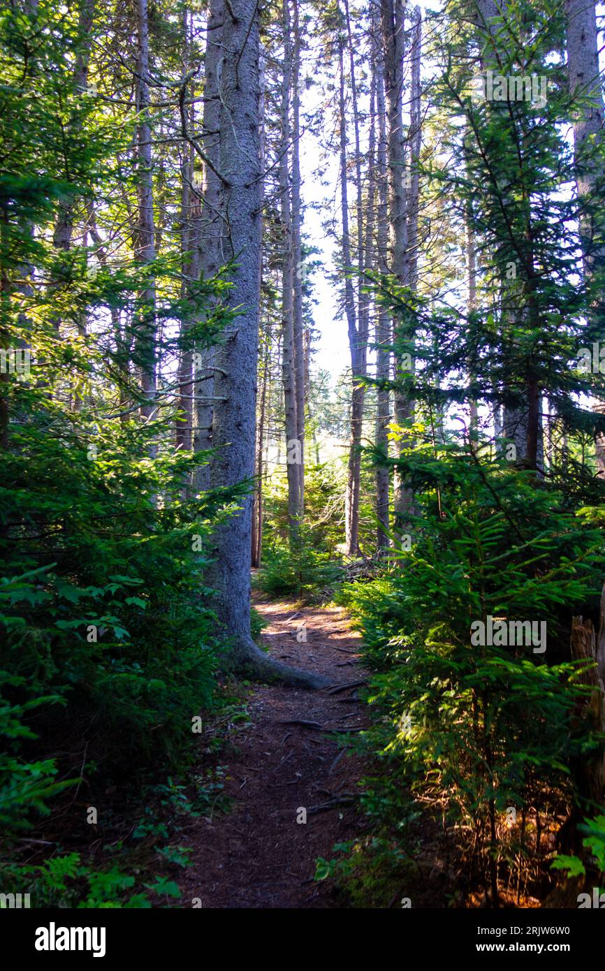 La luce del mattino passa attraverso la fitta tettoia degli alberi in una foresta vicino alla costa di Harpswell, Maine. Foto scattate durante un'escursione. Foto Stock