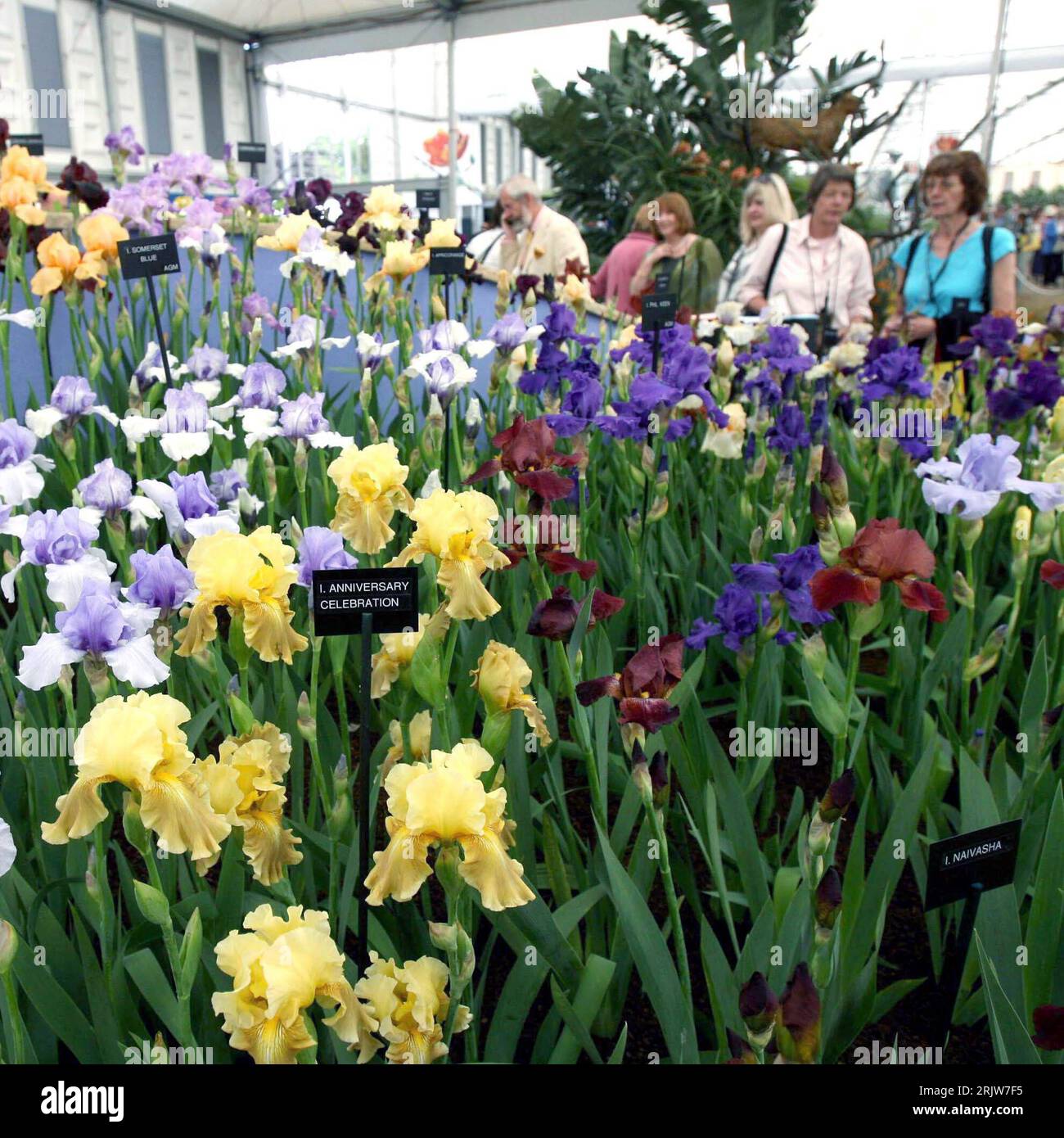 Bildnummer: 51895680 Datum: 22.05.2007 Copyright: imago/Xinhua Blumen anlässlich der Chelsea Flower Show a Londra - PUBLICATIONxNOTxINxCHN, Pflanzen , Personen; 2007, Londra, Ausstellung, Ausstellungen, Gartenausstellung, Gartenausstellungen, Messen, Blumenmesse, Blumenmessen, Blume, Blumen, Blumenausstellung, , Quadrat, Kbdig, totale, Inghilterra, , Foto Stock