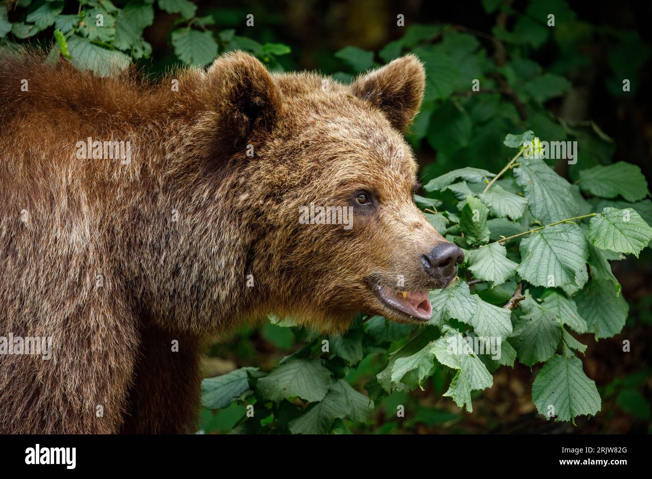 Orso bruno europeo nei Carpazi della Romania Foto Stock