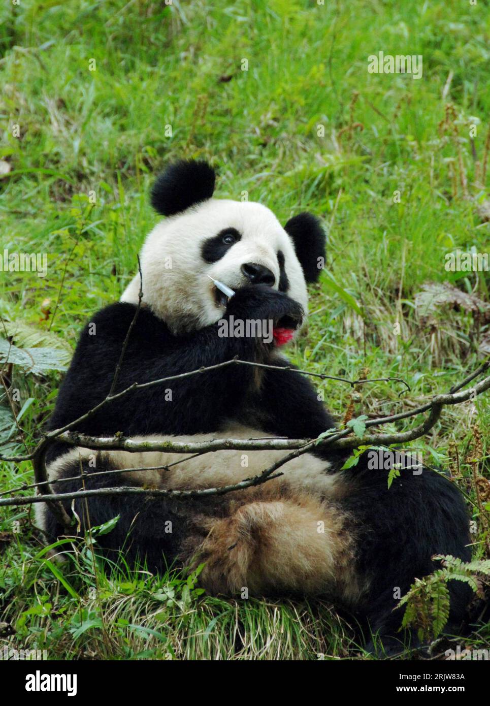 Bildnummer: 51907254 Datum: 27.04.2007 Copyright: imago/Xinhua Panda - Xiang Xiang - spielt mit einem Narkosepfeil in Wolon - Cina PUBLICATIONxNOTxINxCHN , Tiere; 2007, Wolon, Sichuan, Bär, Bären, Pandabär, Pandabären, Spritze, Spritzen, Betäubung; , hoch, Kbdig, Einzelbild, Cina, Foto Stock