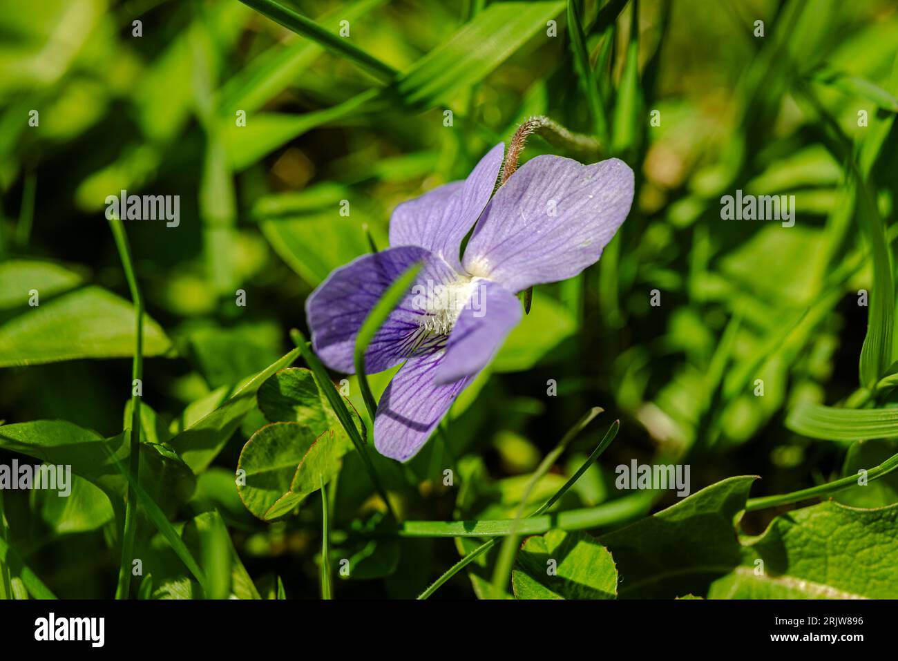 Common Dog-Violet è sempre solitario sullo stelo ed è aperto con cinque petali, il più basso dei quali ha una stout, smussato, pallido Foto Stock