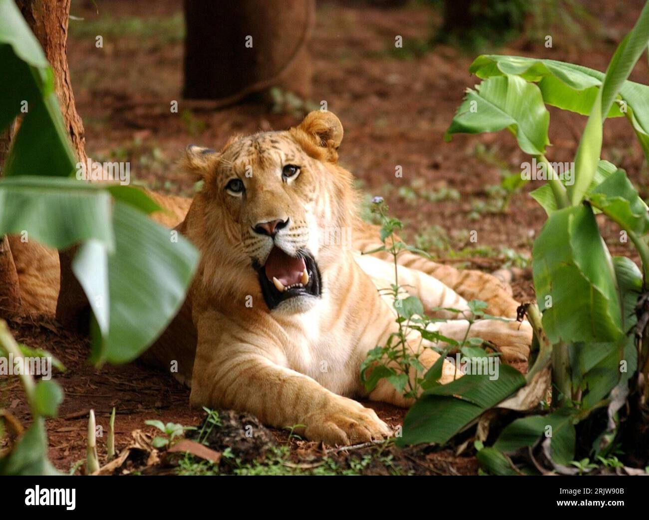 Bildnummer: 51917480 Datum: 27.05.2007 Copyright: imago/Xinhua Tiger - Ping Ping - döst im Tropical Wildlife Park in Haikou - PUBLICATIONxNOTxINxCHN, Tiere , Erschöpfung; 2007, Haikou, Tigre, Pingping, Wildpark, Tierpark, Säugetiere; , quer, Kbdig, Einzelbild, Cina, , Foto Stock