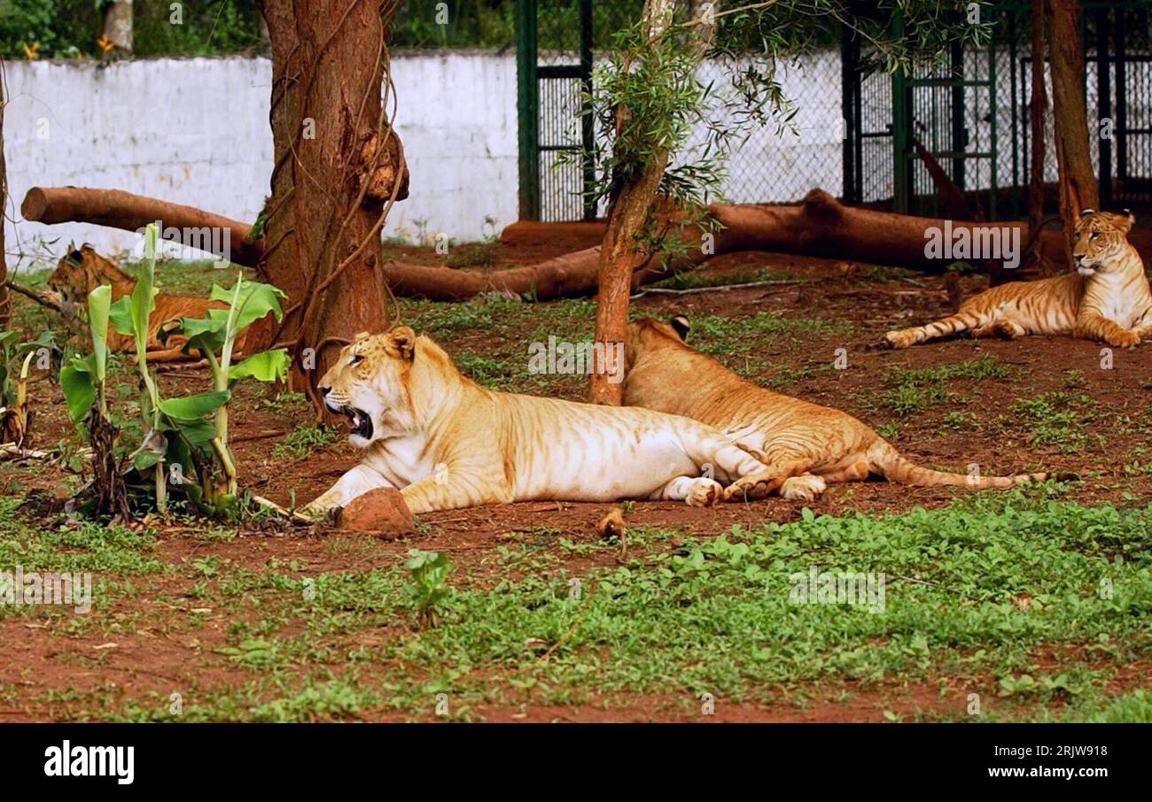 Bildnummer: 51917482 Datum: 27.05.2007 Copyright: imago/Xinhua Tiger - Ping Ping - und Seine Artgenossen im Tropical Wildlife Park a Haikou - PUBLICATIONxNOTxINxCHN, Tiere; 2007, Haikou, Tigre, Pingping, Wildpark, Tierpark, Zoo, Säugetiere; , quer, Kbdig, totale, Cina, , Foto Stock