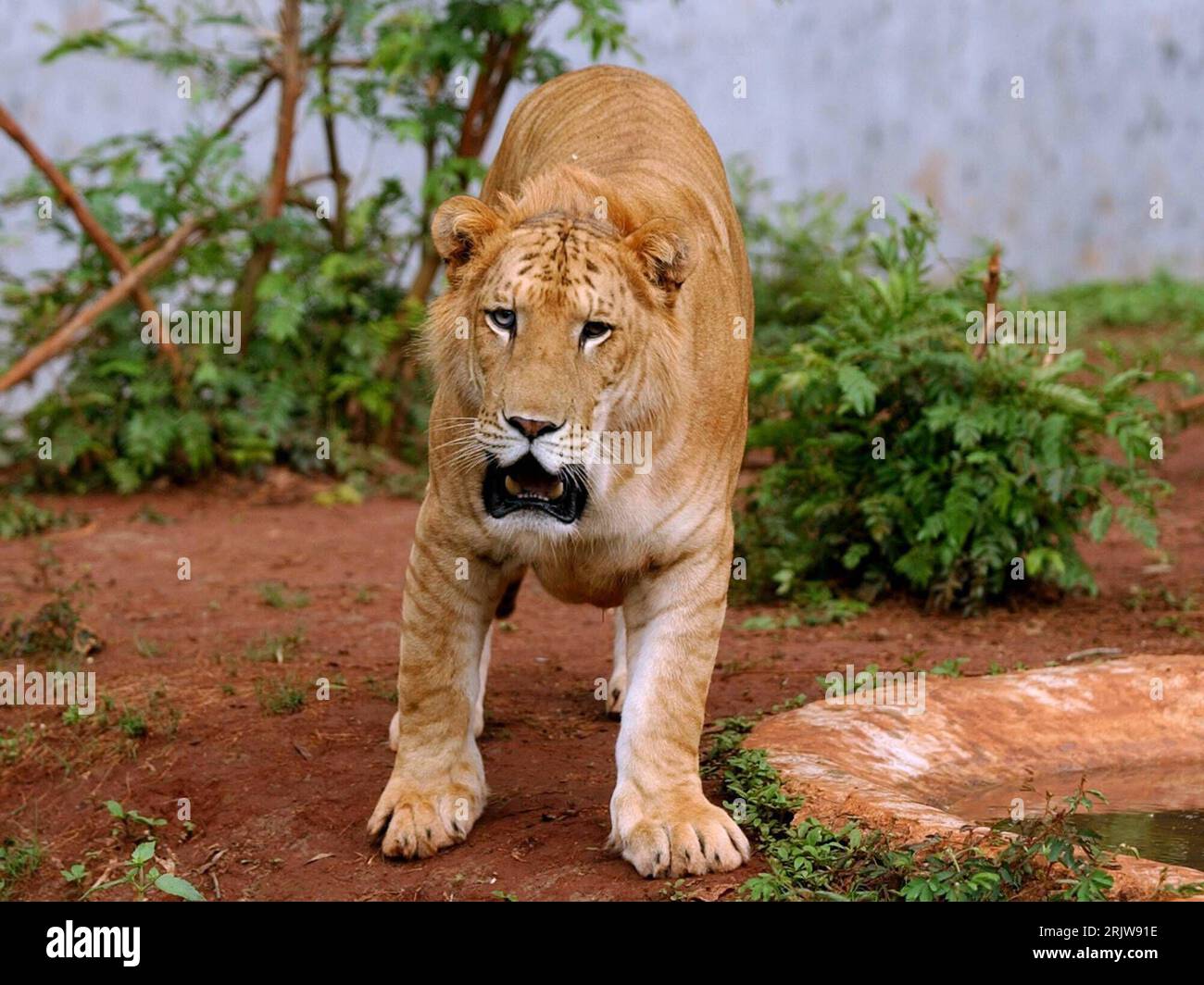 Bildnummer: 51917488 Datum: 27.05.2007 Copyright: imago/Xinhua Tiger - Ping Ping - im Tropical Wildlife Park in Haikou - PUBLICATIONxNOTxINxCHN, Tiere; 2007, Haikou, Tigre, Pingping, Wildpark, Tierpark, Zoo, Säugetiere; , quer, Kbdig, Einzelbild, Cina, Foto Stock