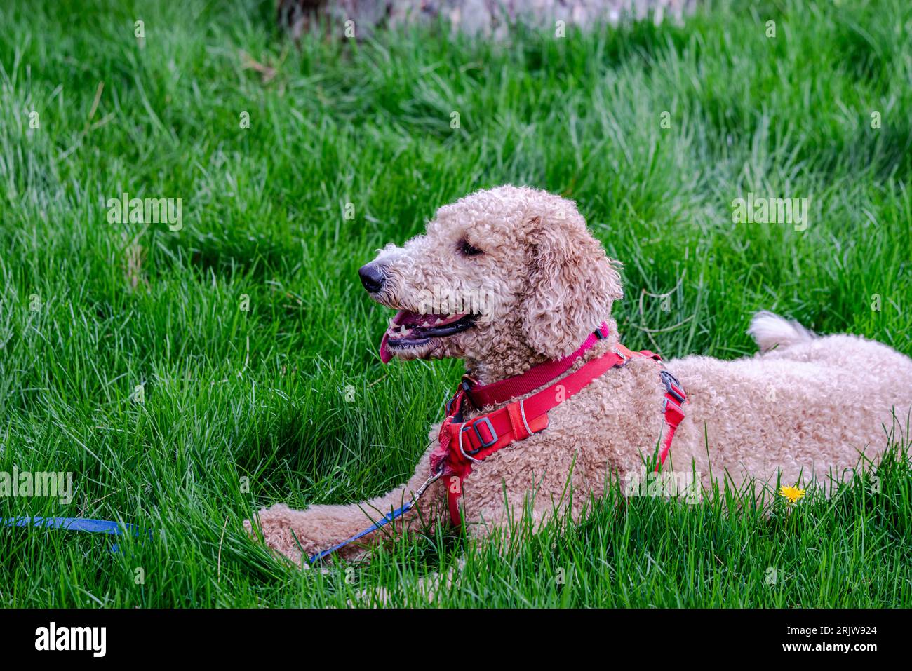 Cane Goldendoodle sull'erba vicino al fiume Foto Stock