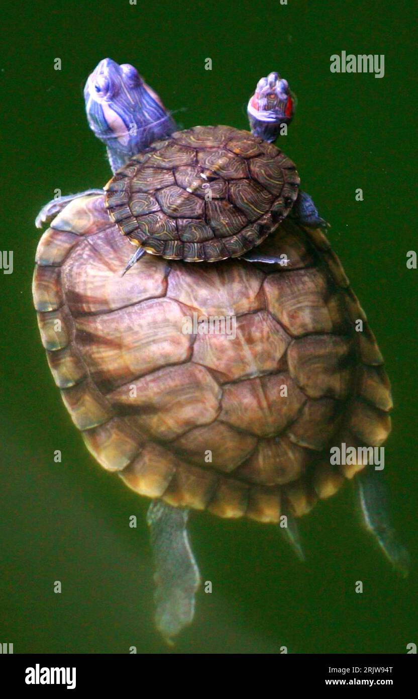 Bildnummer: 51917563 Datum: 29.05.2007 Copyright: imago/Xinhua Schildkröte paddelt mit Nachwuchs in Suzhou - PUBLICATIONxNOTxINxCHN, Tiere; 2007, Suzhou, Jiangsu, Schildkröten, Jungtier, Jungtiere, schwimmen , Reptilien; , hoch, Kbdig, Gruppenbild, Vogelperspektive, Perspektive, Cina, Foto Stock