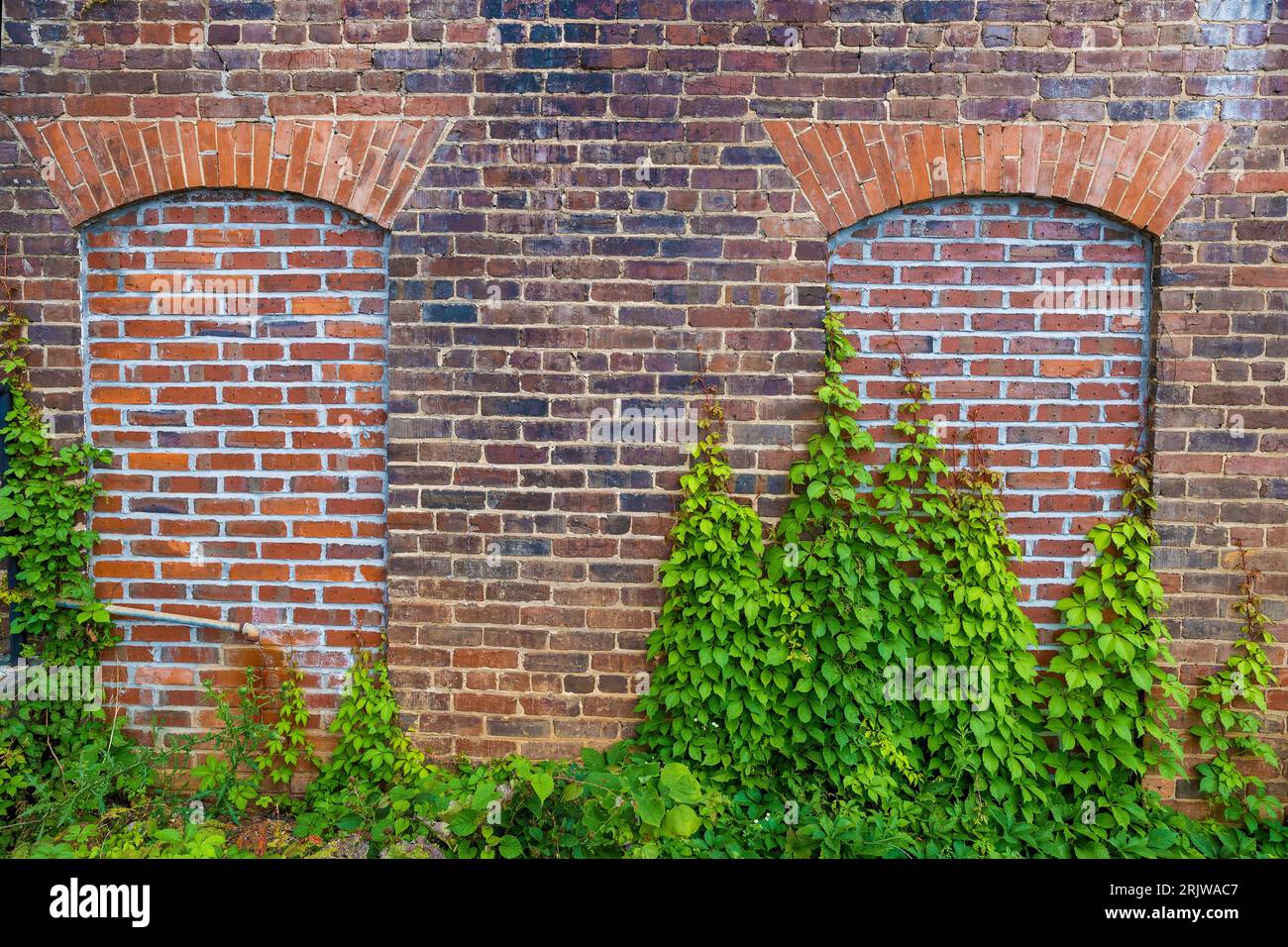 Primo piano di un muro di mattoni su cui crescono le viti. Foto Stock Primo piano di un muro di mattoni su cui crescono le viti. Foto Stock