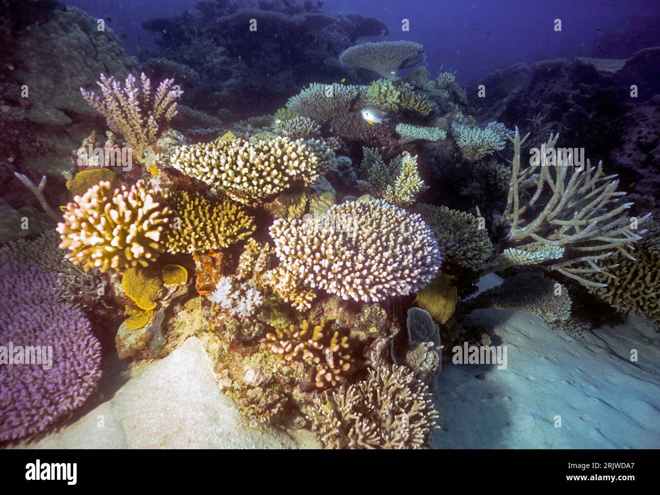 Crescita corallina (soprattutto Acropora spp.) Da Harrier Reef, la grande Barriera Corallina, Australia. Foto Stock