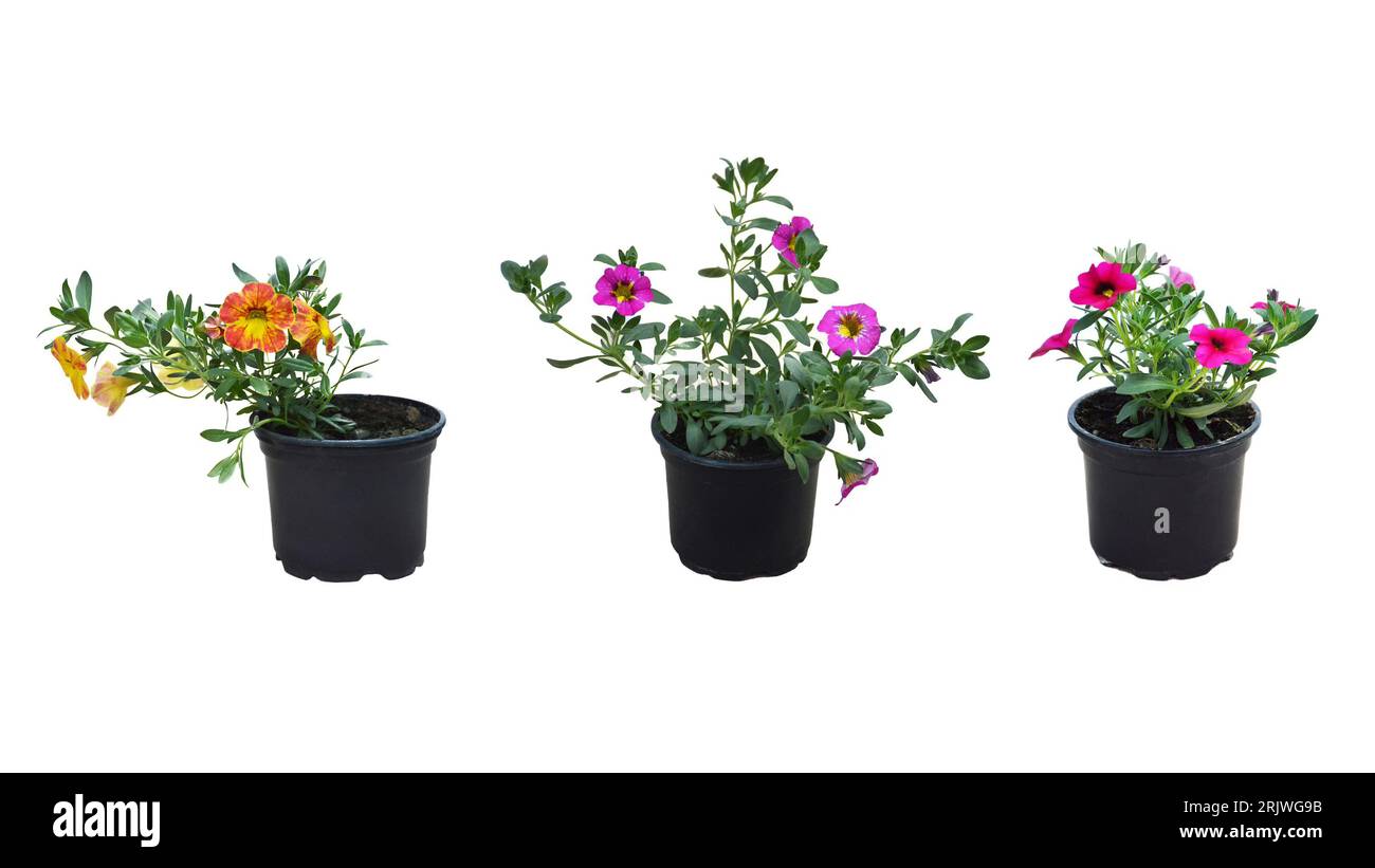 Milioni di campane (Calibrachoa) fiori piante isolate su sfondo bianco Foto Stock