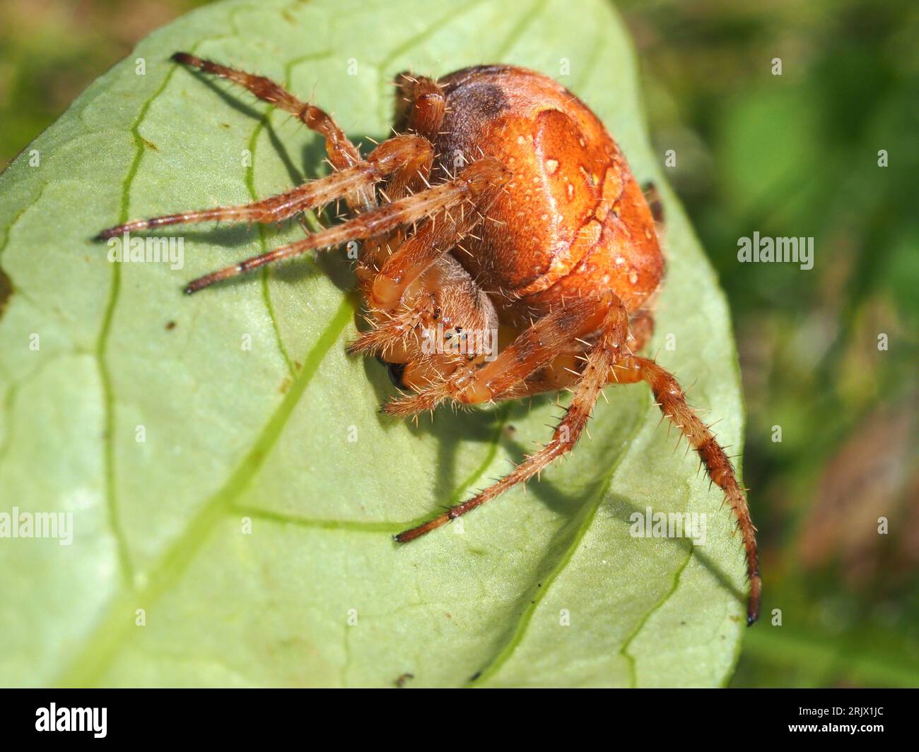 Cross o Garden Spider, Araneus diadematus, accovacciati su una foglia verde. Foto Stock