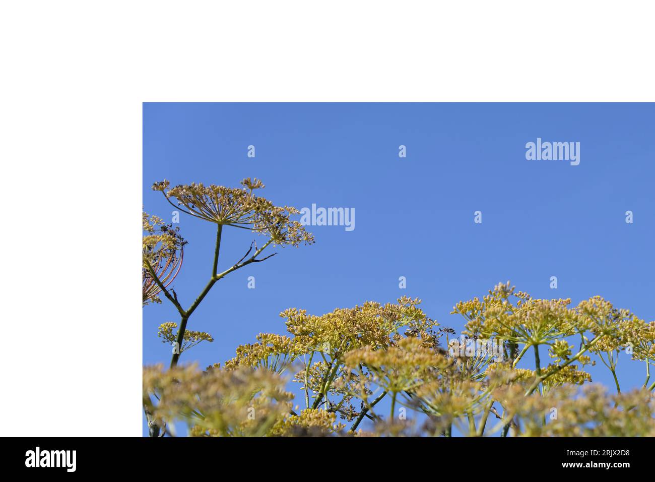 Fiori gialli appartenenti alla pianta del finocchio, con alcuni che si trasformano in semi. Fine stagione estiva Foto Stock