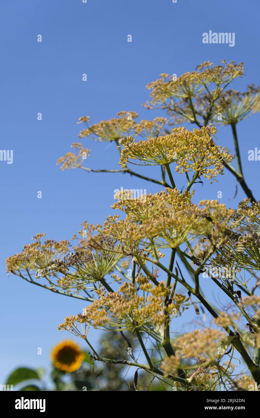 Fiori gialli appartenenti alla pianta del finocchio, con alcuni che si trasformano in semi. Fine stagione estiva Foto Stock
