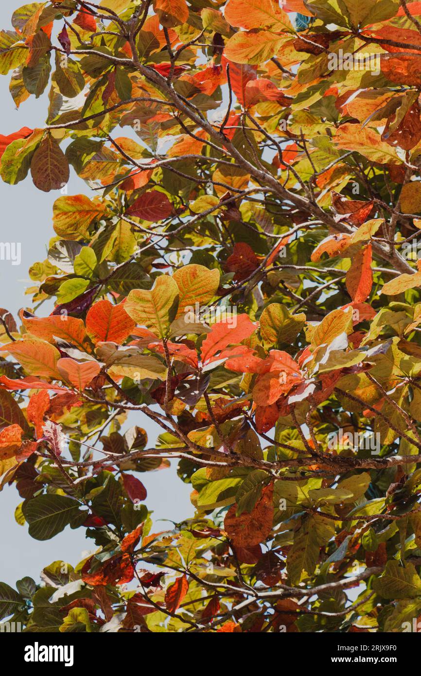 texture di sfondo con foglie di arancio autunnali Foto Stock