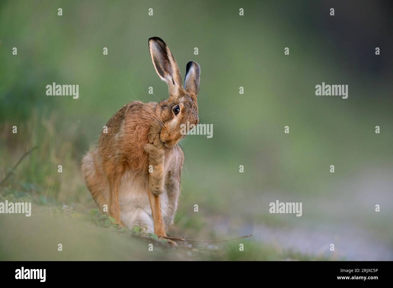 Un Lepus europaeus bruno che ha ben pulito i suoi piedi, North Norfolk, Regno Unito Foto Stock