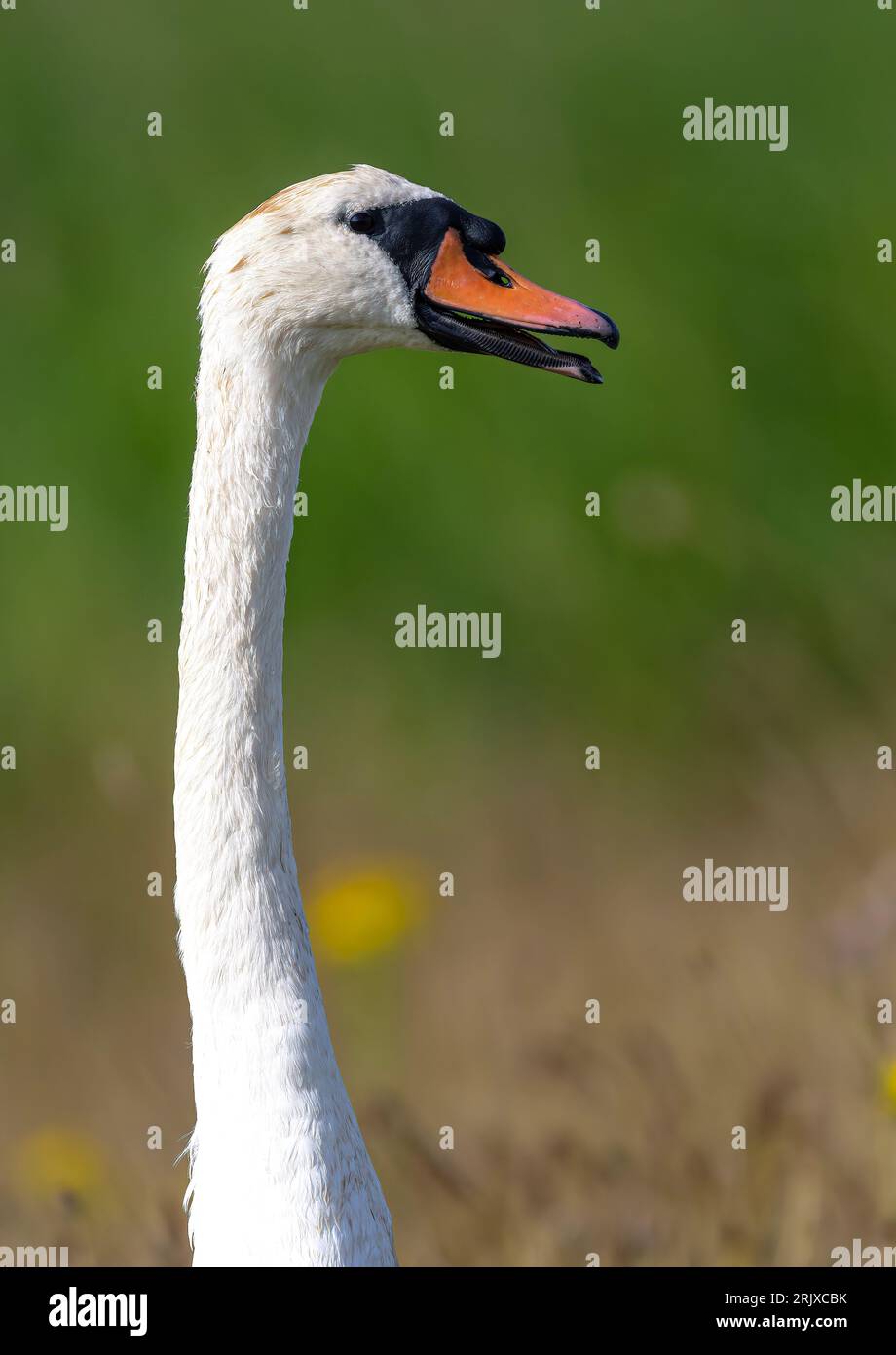 Adulto Mute Swan Cygnus olor che estende il collo per una migliore vista dell'ambiente circostante. RSPB Frampton Marsh, Frampton, Boston, Lincolnshire. Foto Stock