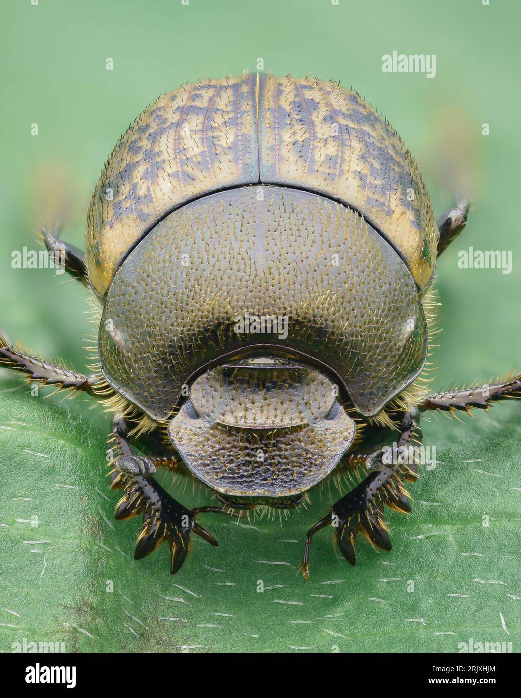 Ritratto di un Dung Beetle metallico con un elytra marrone e giallo macchiato, situato su una foglia verde (Onthophagus fracticornis) Foto Stock