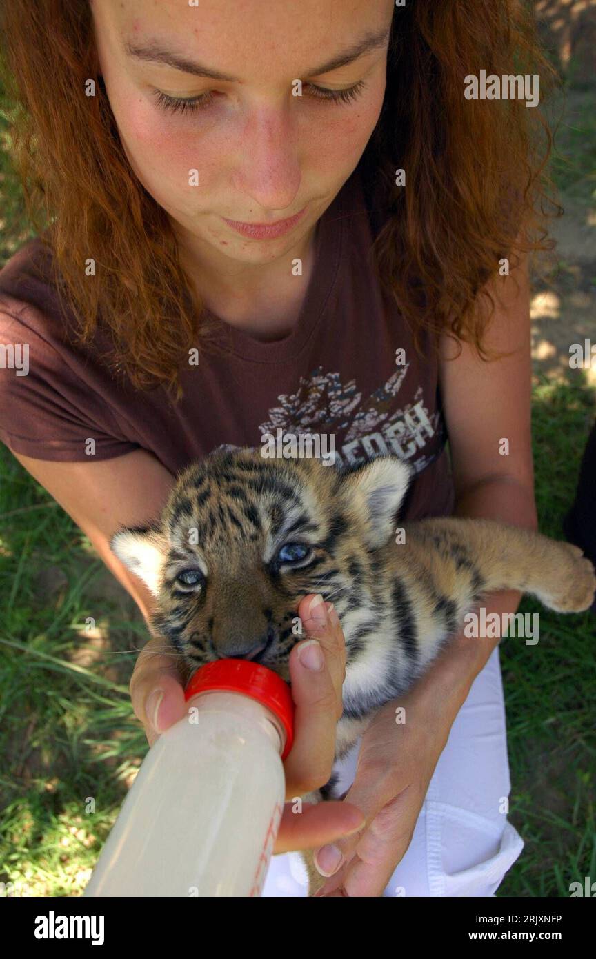 Bildnummer: 52322859 Datum: 23.12.2007 Copyright: imago/Xinhua Junger Tiger bekommt Milch in einer Flasche von seiner Pflegerin Kim Hiltrop im - Lory Tierpark - a Johannesburg, Südafrika PUBLICATIONxNOTxINxCHN, Personen , Tiere; 2007, Johannesburg, Südafrika, Junge, Jungtier, Jungtiere, Säugetiere, Tierparks, Zoo, zoo, Pfleger, Frau, füttern, füttert, Nahrungsaufnahme, Flasche, Flaschen, Fütterung; , hoch, Kbdig, Einzelbild, Arbeitswelten, Gesellschaft, Afrika Foto Stock