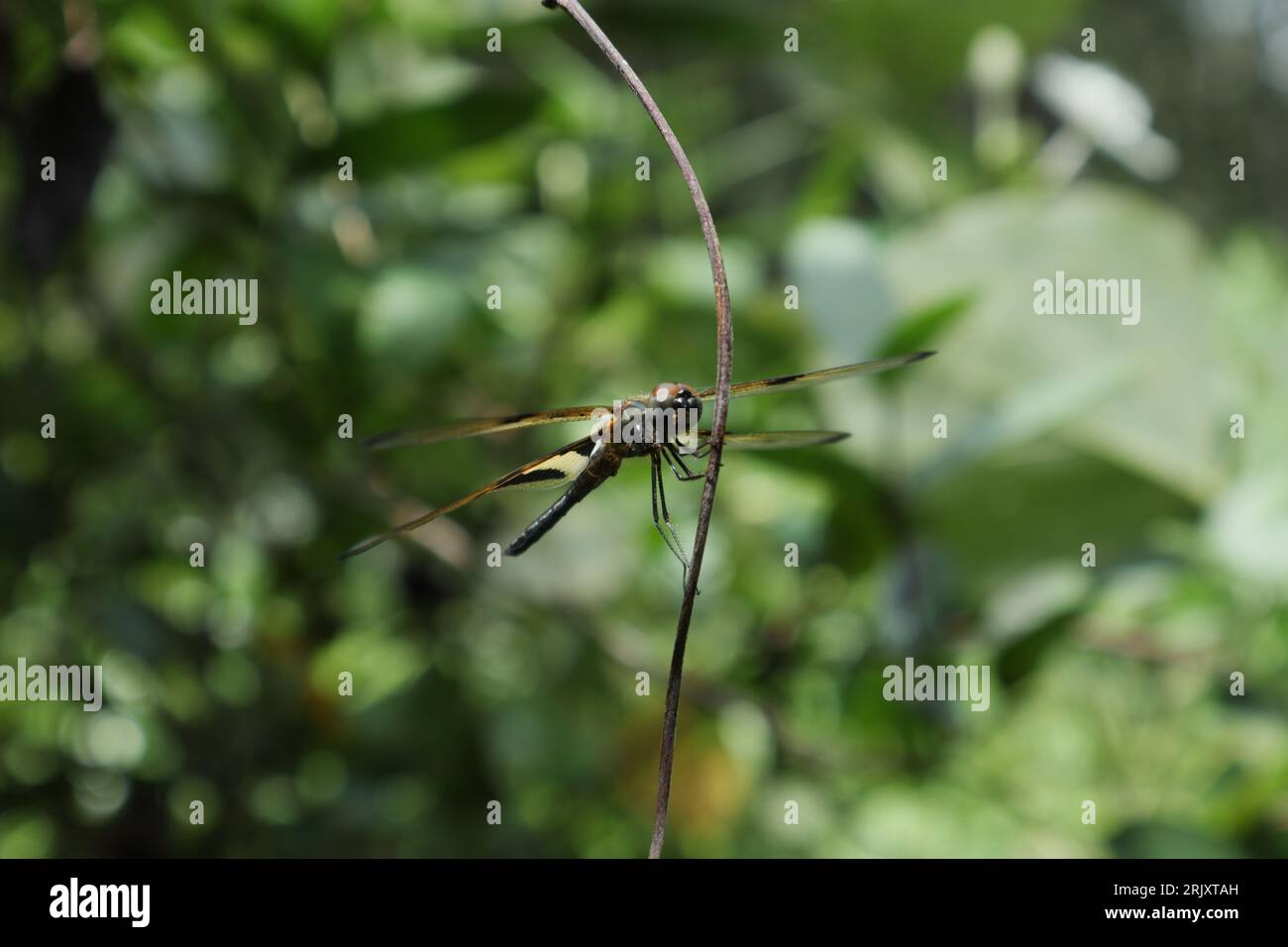 Vista di una libellula comune (Rhyothemis variegata) arroccata su un tronco di vite sospeso in un'area selvaggia Foto Stock