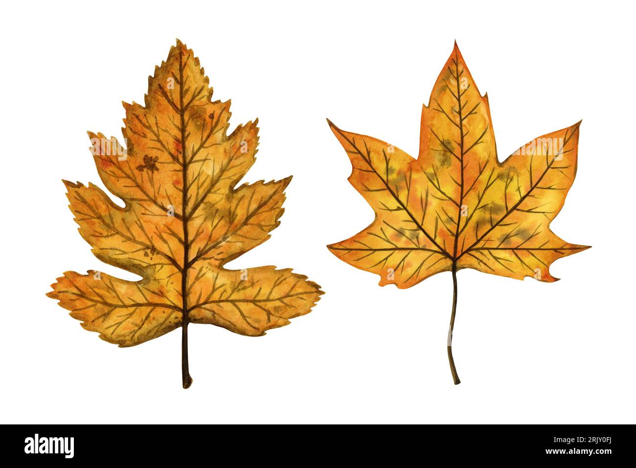 Una serie di foglie autunnali (servizio selvaggio, acero), illustrazione ad acquerello disegnata a mano isolata su sfondo bianco. Per motivi, tessuti, adesivi. Foto Stock