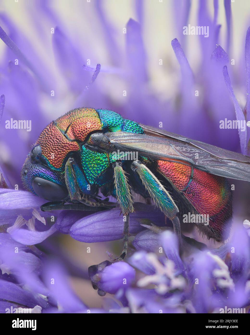 Vista del profilo di una vespa a cucù colorata, di una vespa a coda di rubino o di una vespa dormiente in un fiore viola in spiaggia (Hedychrum sp.) Foto Stock
