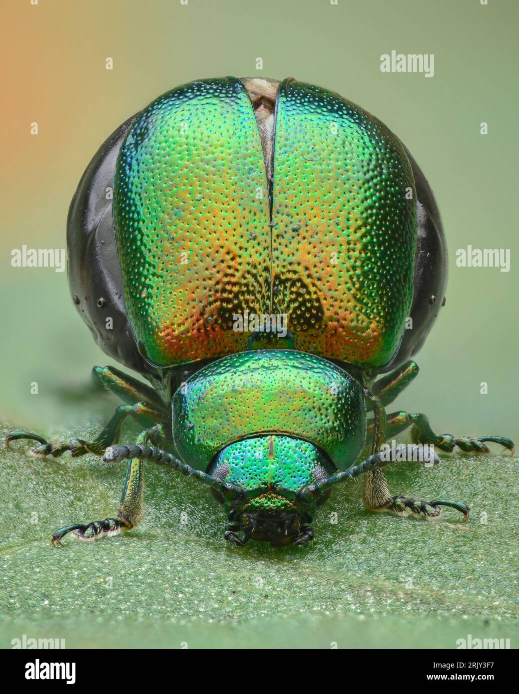 Ritratto di uno scarabeo iridescente verde e arancione incinta in piedi su una foglia di molo (scarabeo verde, Gastrophysa viridula) Foto Stock