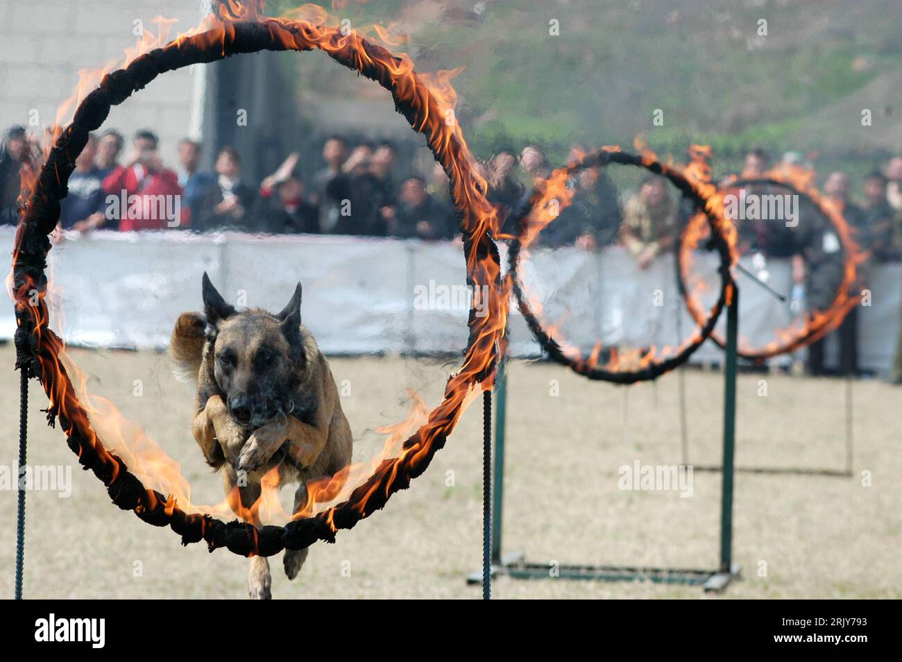 Bildnummer: 52465023 Datum: 15.03.2008 Copyright: imago/Xinhua Polizeihund springt durch brennende Reifen während einer Vorführung in Nanjing - Cina PUBLICATIONxNOTxINxCHN, Tiere, Dynamik; 2008, Nanchino, China, Hund, Hunde, Säugetiere, springen, brennen, Feuer, Flamme, addestramento, Hundetraining, Hundeschule; , quer, Kbdig, totale, , Polizei, Staat, o0 Asien Foto Stock