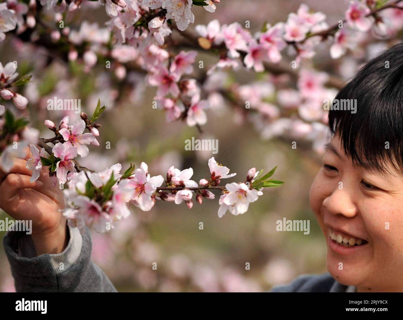 Bildnummer: 52478772 Datum: 31.03.2008 Copyright: imago/Xinhua Mann erfreut sich an den Pfirsichblüten in Xian - PUBLICATIONxNOTxINxCHN, Pflanzen , Personen , Freude , Optimistisch , premiumd; 2008, Cina, Xian, Shaanxi, Pfirsichblüte, Blüte, Frühlingsstimmung, Pfirsichbaum, rosa, blüht; , quer, Kbdig, Frühjahr, Jahreszeit, Einzelbild, Close, , Asien Foto Stock