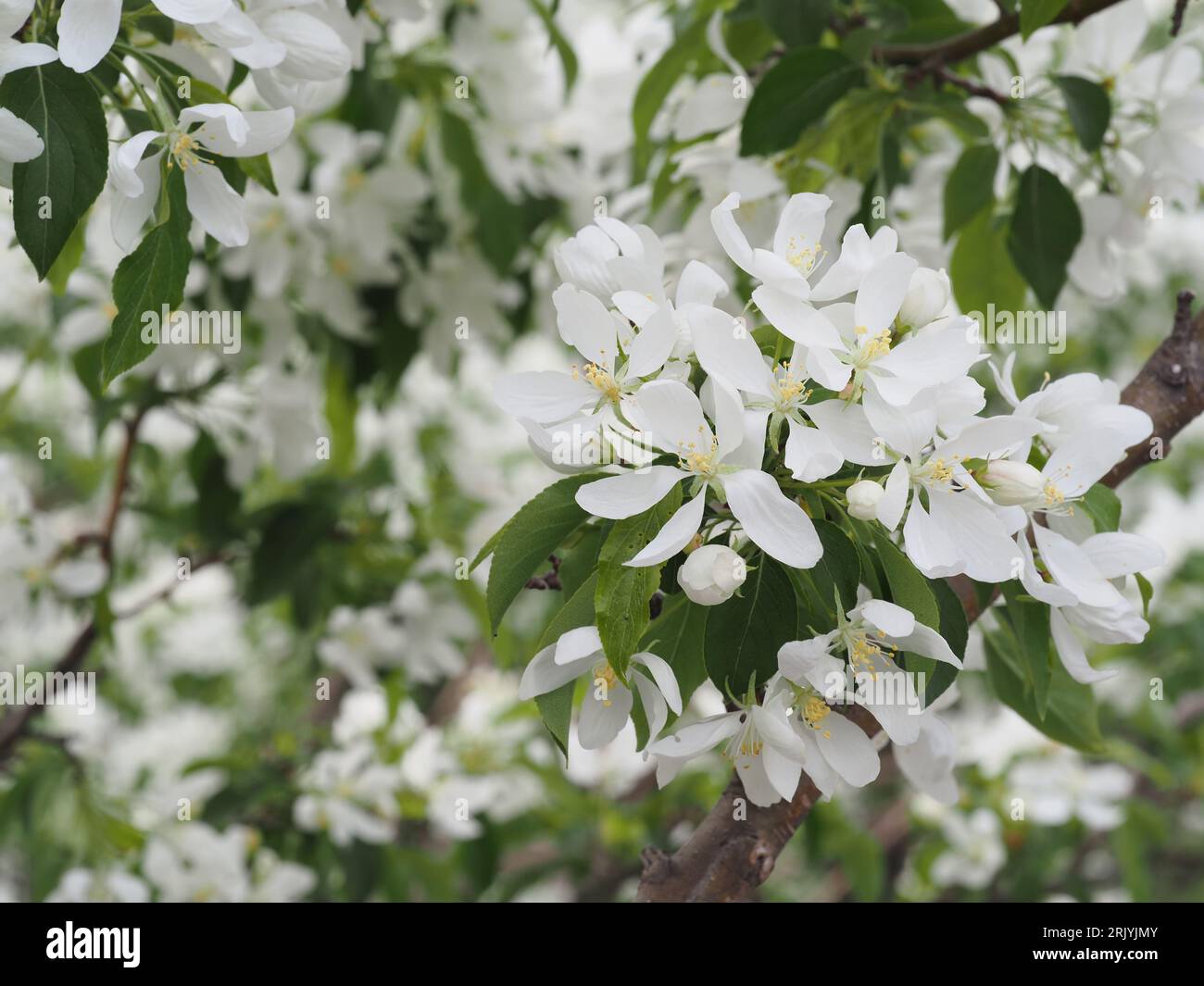 Fiori di granchio bianco a Bloomington, Minnesota (maggio) Foto Stock