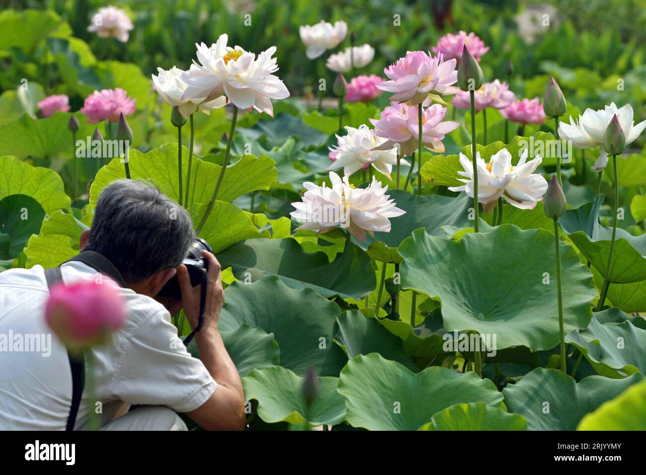Bildnummer: 52595847 Datum: 06.06.2008 Copyright: imago/Xinhua Tourist fotografiert Lotusblumen während des Lotus-Festivals am Donghu-SEE in Wuhan in der chinesischen Provinz Hubei - PUBLICATIONxNOTxINxCHN , Personen , Pflanzen; 2008, Wuhan, Cina, Lotus, Lotusblüte, fotografieren, Blume, Blüte, Festival; , quer, Kbdig, Einzelbild, Close, , Asien Bildnummer 52595847 Data 06 06 2008 Copyright Imago XINHUA Tourist ha fotografato i fiori di loto durante i festival del loto al lago Donghu a Wuhan nella provincia cinese Hubei PUBLICATIONxNOTxINxCHN People Plants 2008 Wuhan China Lotus b Foto Stock