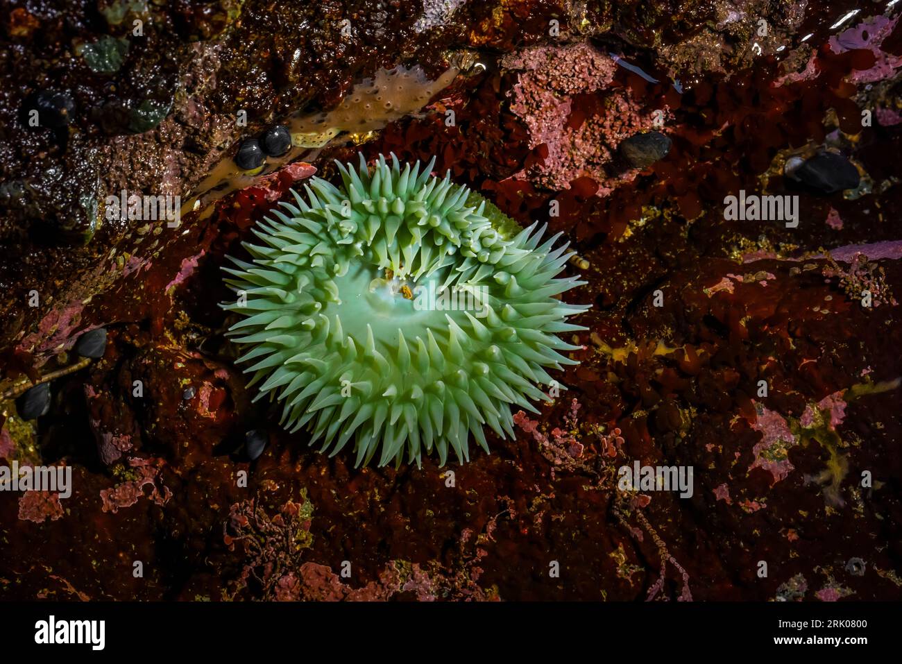 Anemone verde gigante, Anthopleura xanthogrammica, in una piscina di marea a Point of Arches, Olympic National Park, Washington State, USA Foto Stock