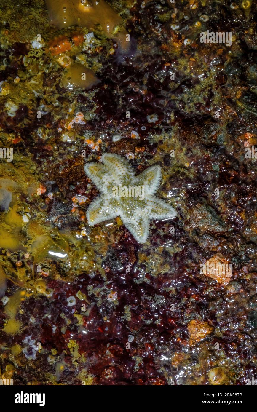 Six Ray Sea Star, Leptasterias hexactis, in una piscina di maree a Point of Arches, Olympic National Park, Washington State, USA Foto Stock