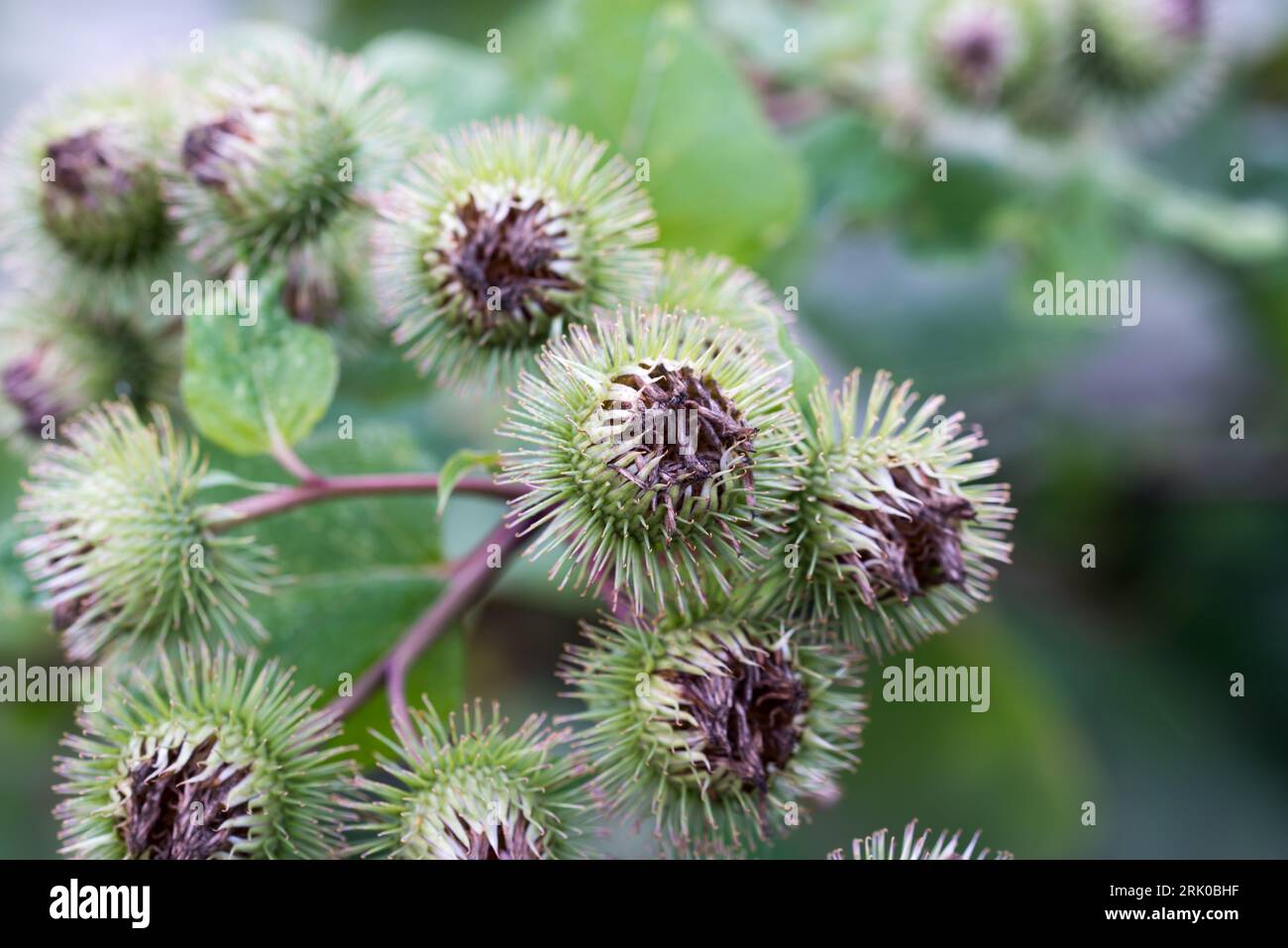 Arctium lappa, maggiore effetto ravvicinato dei fiori estivi di burdock Foto Stock