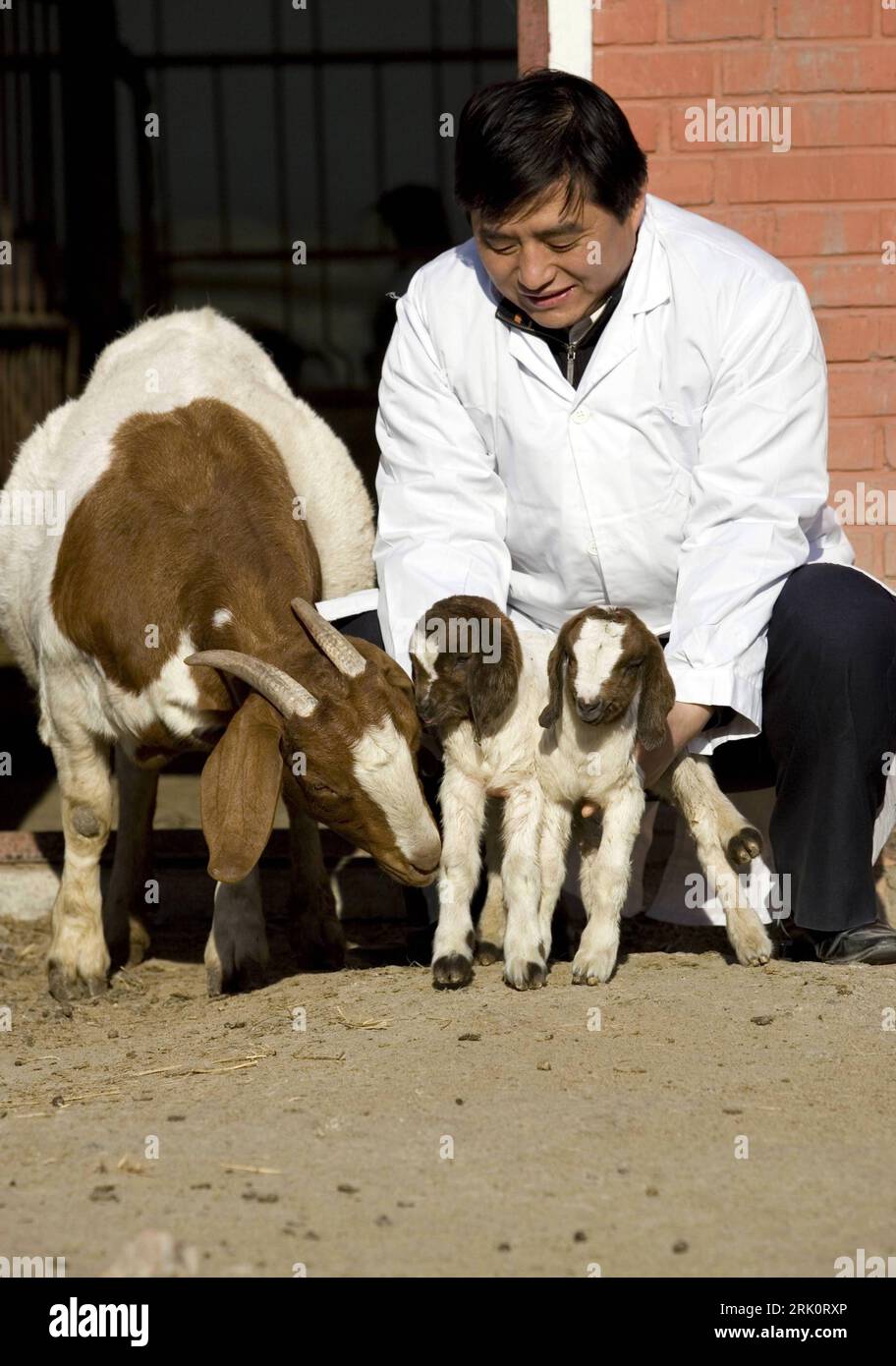 Dr. Liu Haijun Leiter Klonprogramm mit zwei neugeborenen, geklonten Lämmern im Tianjin Veterinary Research Institute in Tianjin - PUBLICATIONxNOTxINxCHN Foto Stock