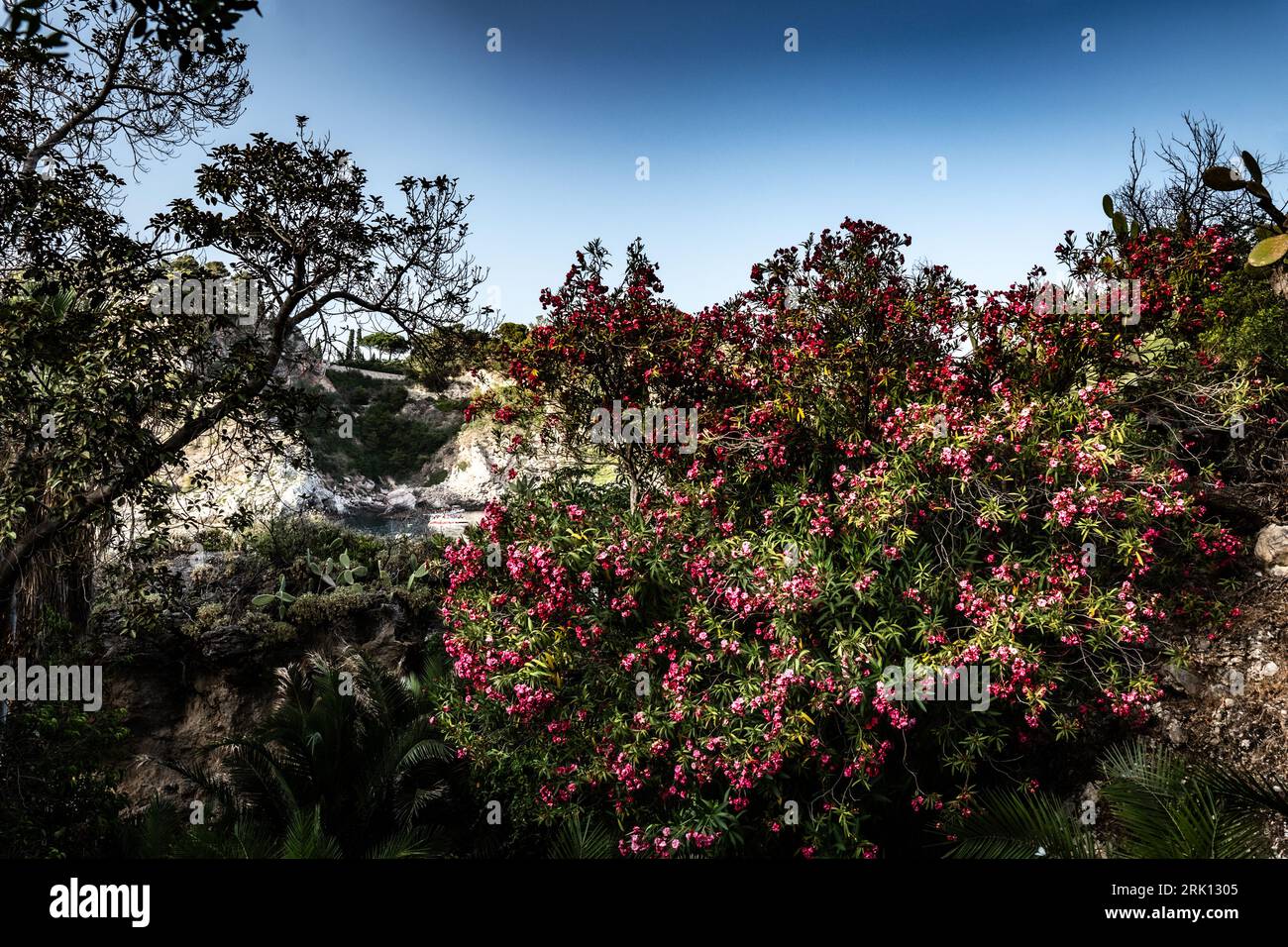 Paesaggio con albero in fiore con fiori rosa. Natura in una giornata di sole Foto Stock