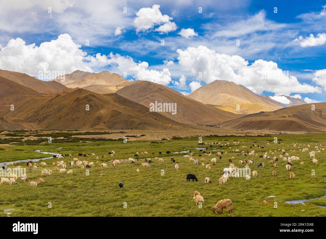 Un gran numero di pecore che pascolano nelle alte praterie di Ladakh Foto Stock