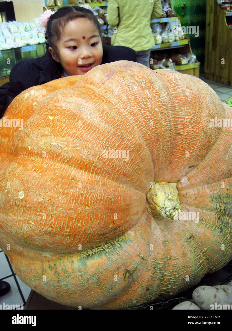 Bildnummer: 52921163 Datum: 20.11.2008 Copyright: imago/Xinhua Mädchen bestaunt einen 50 Kilogramm Kürbis in Xining, Provinz Qinghai - Cina PUBLICATIONxNOTxINxCHN , Objekte , Personen; 2008, Xining, Cina , Gegensätze Groß klein; , hoch, Kbdig, Einzelbild, , Asien Bildnummer 52921163 Data 20 11 2008 Copyright Imago XINHUA Girl bestaunt a 50 chilogrammi zucca nella provincia di Xining Qinghai Cina PUBLICATIONxNOTxINxCHN Objects People 2008 Xining China opposites Big Small verticale Kbdig Single Asia Foto Stock