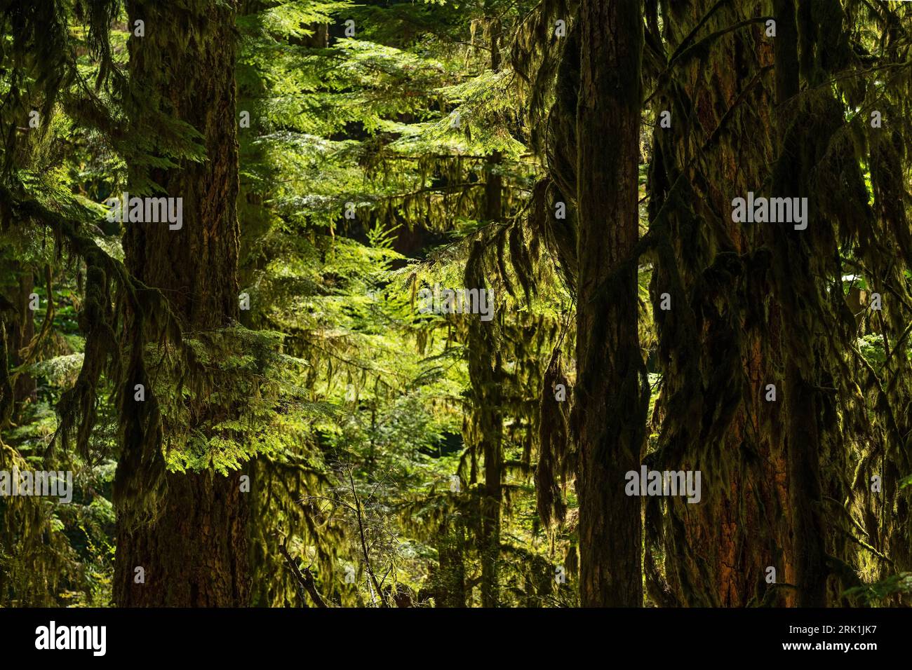 Vista ravvicinata dell'antica foresta di Cathedral Grove, parco provinciale di Macmillan, Isola di Vancouver, British Columbia, Canada. Foto Stock