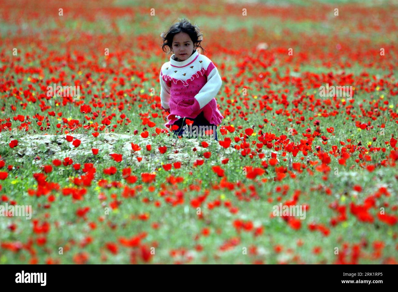 Mädchen spielt auf einem Feld mit blühenden Mohnblumen in der Provinz Jawzjan - Afghanistan PUBLICATIONxNOTxINxCHN Girl gioca su un campo con fiorenti papaveri nella provincia di Jawzjan Afghanistan PUBLICATIONxNOTxINxCHN Foto Stock