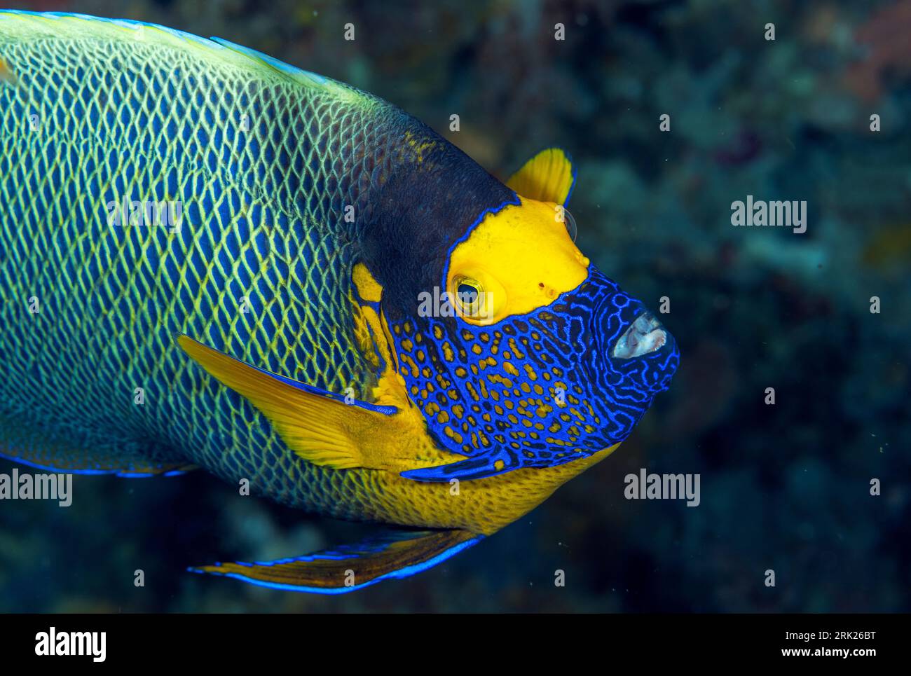 Pesce angelo con maschera gialla, Pomacanthus xanthometopon, Raja Ampat Indonesia Foto Stock