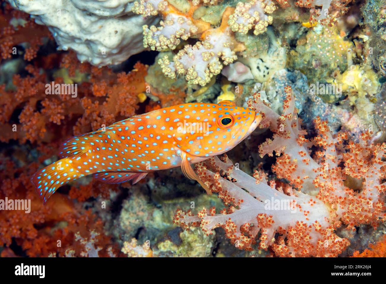Gruppo di corallo, Cephalopholis miniata, Raja Ampat Papua Occidentale Indonesia. Foto Stock