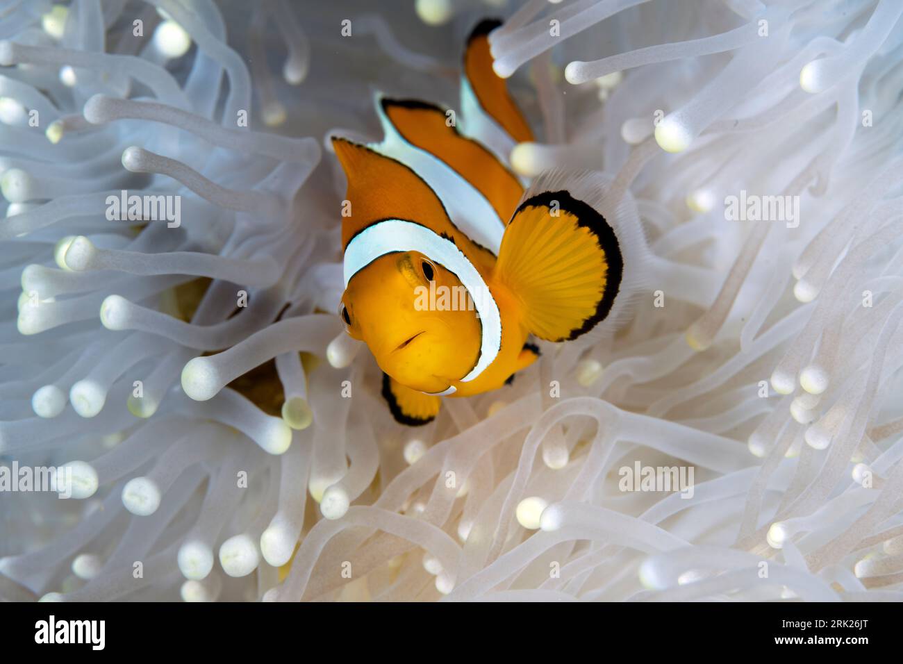 Falso pesce anemone pagliaccio, Amphiprion ocellaris, in un magnifico anemone marino, Heteractis magnifica, Raja Ampat Indonesia Foto Stock